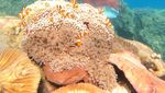 Pesona Eksotis Karimunjawa dan si Cantik Acropora Gomezi