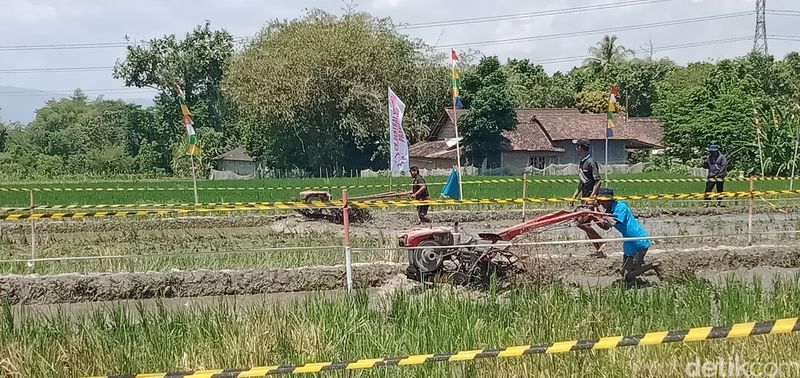 Kejuaraan balap traktor di Desa Karangduren, Kecamatan Kebonarum, Klaten, Sabtu (7/9/2024).