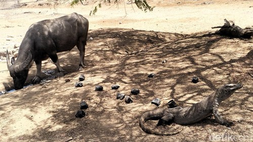 Komodo dan kerbau hidup berdampingan di Loh Sebita, Pulau Komodo, NTT.