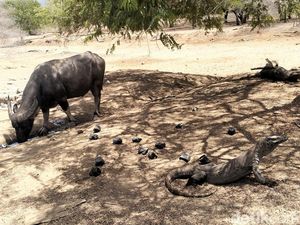 Sepasang Komodo yang Dikembangbiakkan di Jepang Bukan Asal Pulau Komodo