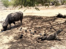 Pariwisata Labuan Bajo Tak Hanya Komodo, Masih Ada Daya Tarik Lainnya