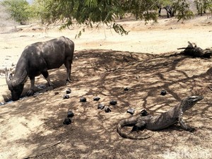 Sepasang Komodo yang Dikembangbiakkan di Jepang Bukan Asal Pulau Komodo