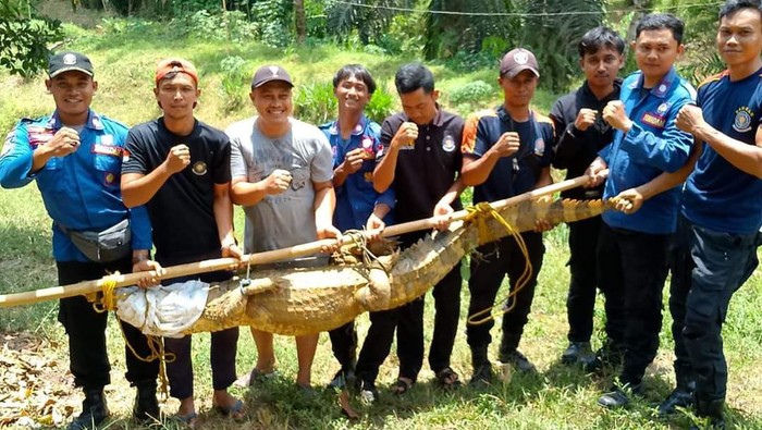 Buaya sepanjang 3 meter masuk ke kolam ikan warga di Musi Rawas
