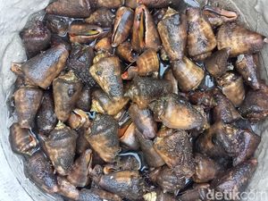 Mencari Siput Bibir Merah di Pantai Wato Manuk, Enak Ditumis Pakai Tomat