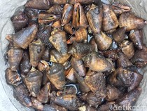 Mencari Siput Bibir Merah di Pantai Wato Manuk, Enak Ditumis Pakai Tomat