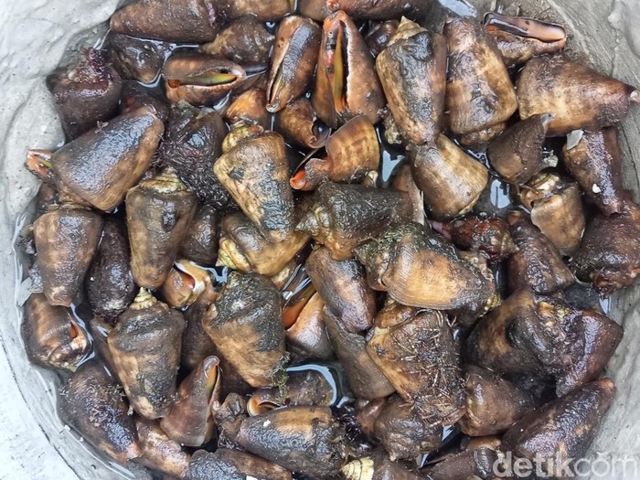 Mencari siput bibir merah di Pantai Wato Manuk, Desa Watotutu, Kecmataan Ile Mandiri, Flores Timur, NTT, Sabtu (31/8/2024). (Yurgo Purab/detikBali)