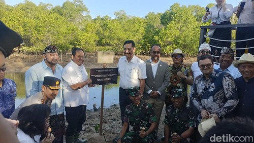 Menko Marves Luhut Binsar Panjaitan bersama Pj Gubernur Bali Sang Made Mahendra Jaya, Nyoman Giri Prasta, I Made Muliawan Arya, dan Putu Agus Suradnyana seusai melakukan penanaman bibit mangrove di KEK Kura-kura Bali, Denpasar, Minggu (8/9/2024). (Ni Made Lastri Karsiani Putri/detikBali)