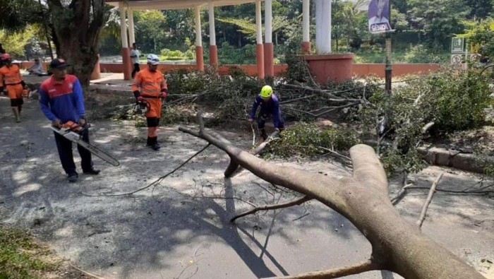 Pohon beringin setinggi 10 meter tumbang akibat angin kencang di Ciparigi, Bogor Utara, Kota Bogor. Dua pedagang terluka (dok. ist)