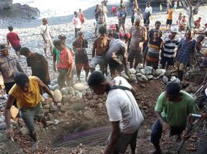 Paus Pilot yang Mati Terdampar di Alor Dikubur
