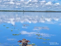 Pulau Tak Berpenghuni di Kalimantan, Sangat Cantik tapi Habitatnya Kerbau