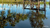 Pulau Sambujur ditumbuhi oleh kelapa. Saat cuaca cerah, pemadangannya sunggu indah, apalagi dengan langit biru yang kontras.