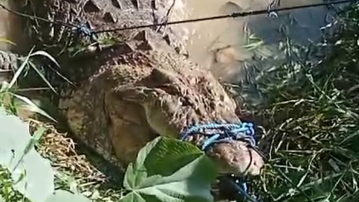 Pria bernama Unde (61) di Kutai Timur (Kutim), Kalimantan Timur (Kaltim), tewas usai diterkam buaya berukuran 5 meter saat mandi di sungai.