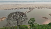 Menyusutnya Sungai Madeira berakibat fatal pada aliran utama Sungai Amazon yang akhirnya ikut mengalami kekeringan terburuk dalam sejarah.  