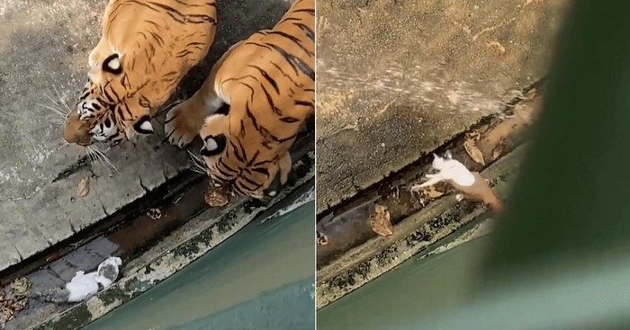 Dua harimau mengendus anak kucing