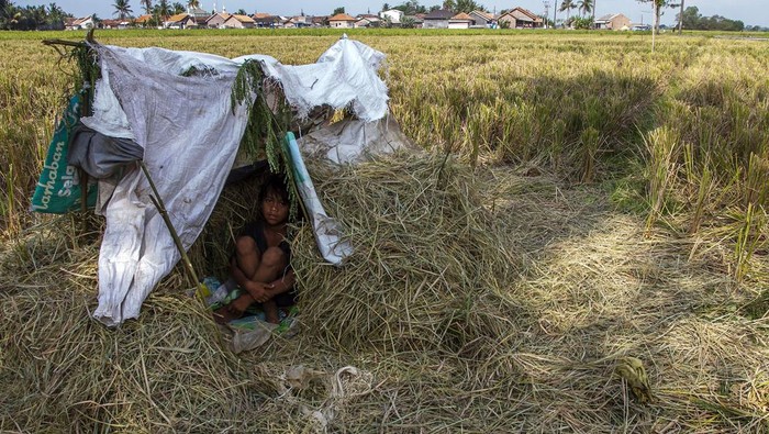 Petani mengambil sisa-sisa padi di area persawahan yang mengalami kekeringan di Kecamatan Kasemen, Kota Serang, Banten, Senin (9/9/2024). Menurut data Dinas Pertanian Provinsi Banten seluas 2.319,5 hektare sawah di lima wilayah Provinsi Banten yakni Kabupaten Pandeglang, Kabupaten Lebak, Kabupaten Tangerang, Kabupaten Serang, dan Kota Serang rusak akibat kekeringan. ANTARA FOTO/Angga Budhiyanto/gp/Spt.