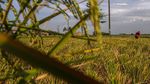 Duh! Ribuan Hektare Sawah di Banten Rusak Gegara Kekeringan