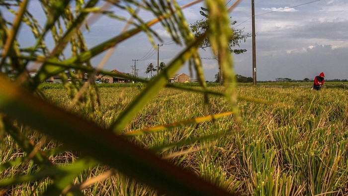 Petani mengambil sisa-sisa padi di area persawahan yang mengalami kekeringan di Kecamatan Kasemen, Kota Serang, Banten, Senin (9/9/2024). Menurut data Dinas Pertanian Provinsi Banten seluas 2.319,5 hektare sawah di lima wilayah Provinsi Banten yakni Kabupaten Pandeglang, Kabupaten Lebak, Kabupaten Tangerang, Kabupaten Serang, dan Kota Serang rusak akibat kekeringan. ANTARA FOTO/Angga Budhiyanto/gp/Spt.