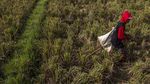 Duh! Ribuan Hektare Sawah di Banten Rusak Gegara Kekeringan