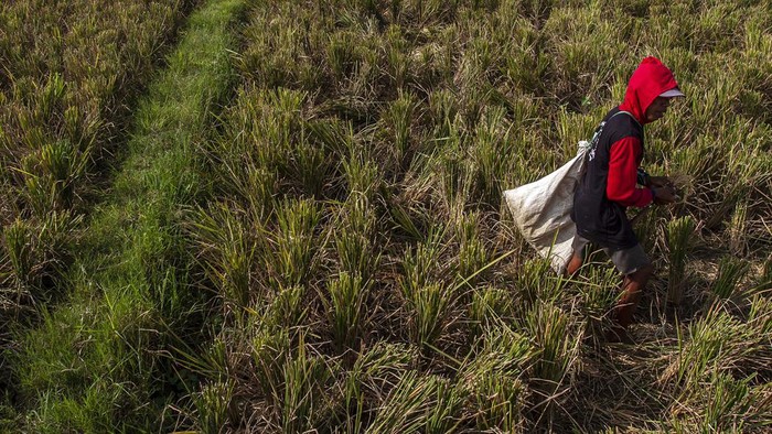 Duh! Ribuan Hektare Sawah di Banten Rusak Gegara Kekeringan Petani mengambil sisa-sisa padi di area persawahan yang mengalami kekeringan di Kecamatan Kasemen, Kota Serang, Banten, Senin (9/9/2024). Menurut data Dinas Pertanian Provinsi Banten seluas 2.319,5 hektare sawah di lima wilayah Provinsi Banten yakni Kabupaten Pandeglang, Kabupaten Lebak, Kabupaten Tangerang, Kabupaten Serang, dan Kota Serang rusak akibat kekeringan. ANTARA FOTO/Angga Budhiyanto/gp/Spt.