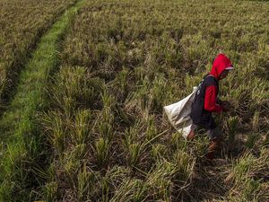 Bapanas Bantah Pendapatan Petani RI di Bawah Rata-rata, Ini Buktinya