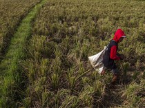 Duh! Ribuan Hektare Sawah di Banten Rusak Gegara Kekeringan
