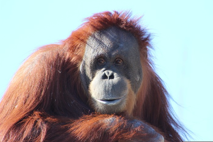 Ilustrasi orang utan