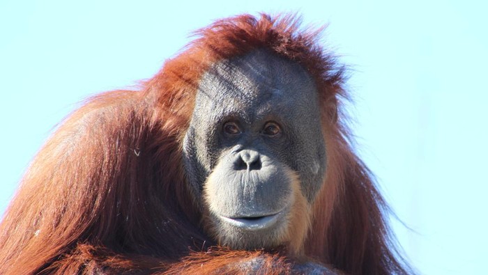 Ilustrasi orang utan
