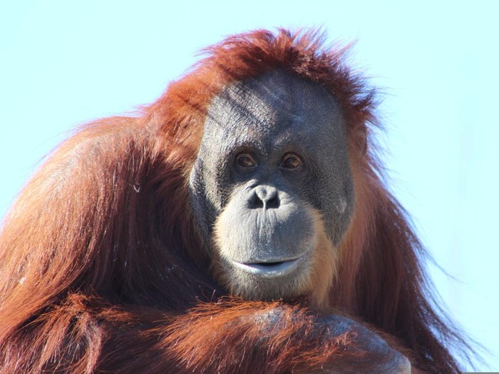Ilustrasi orang utan
