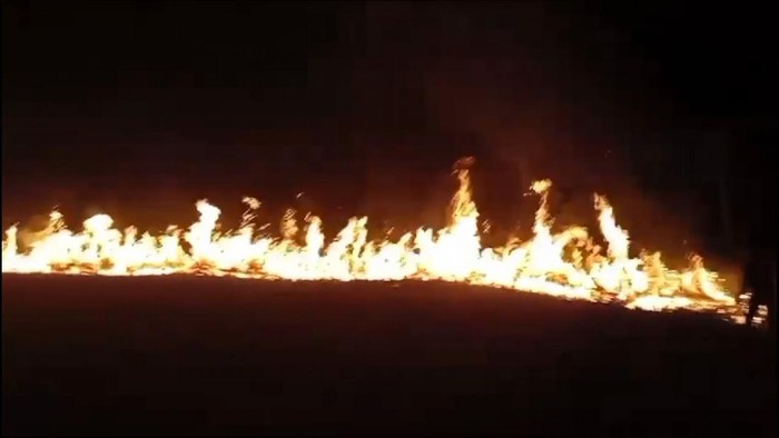 Kawasan TN Way Kambas Lampung Terbakar, Satwa Ikut Dilalap Api