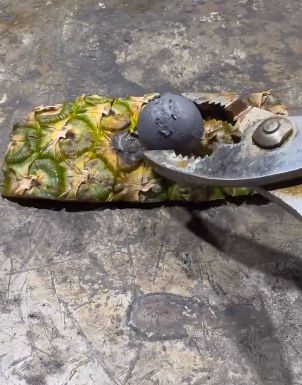 Benarkah Kulit Nanas Tak Mempan Dibakar? Ini Alasan Ilmiahnya