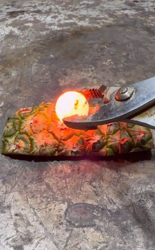 Benarkah Kulit Nanas Tak Mempan Dibakar? Ini Alasan Ilmiahnya