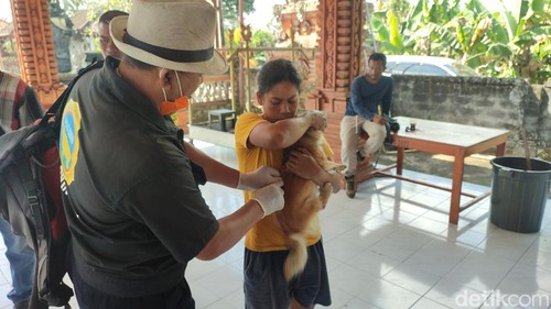 Pemberian vaksinasi hewan peliharaan di Desa Selanbawak, Kecamatan Marga oleh UPTD Puskeswan 1 Tabanan, Senin (9/9/2024). (Ahmad Firizqi Irwan)