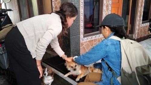 Petugas Keswan-Kesmavet saat melakukan vaksinasi massal di Desa Yeh Embang Kauh, Kecamatan Mendoyo, Jembrana, Senin (9/9/2024). (Dok. Pemkab Jembrana)