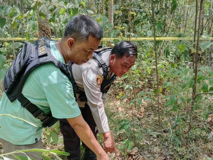 Polisi olah TKP wanita hamil tewas diinjak gerombolan gajah di Musi Rawas.