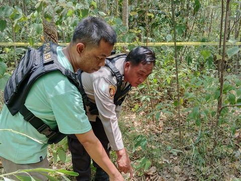 Polisi olah TKP wanita hamil tewas diinjak gerombolan gajah di Musi Rawas.
