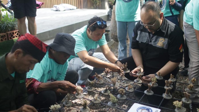 Ribuan terumbu karang di Pantai Grand Watu Dodol (GWD), Desa Bangsring, ongsorejo, Banyuwangi, ditransplantasi