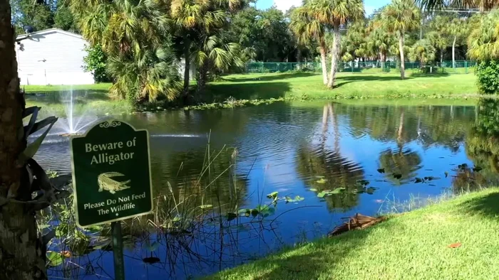 Serangan aligator di AS