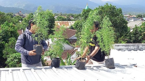 Dua remaja Mataram ditangkap, Selasa (10/9/2024) karena menanam ganja memakai pot di atap rumahnya. (Dok. Polresta Mataram)