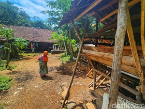 Ratapan Eem, Kambing Anaknya Habis Dimangsa Predator di Sukabumi