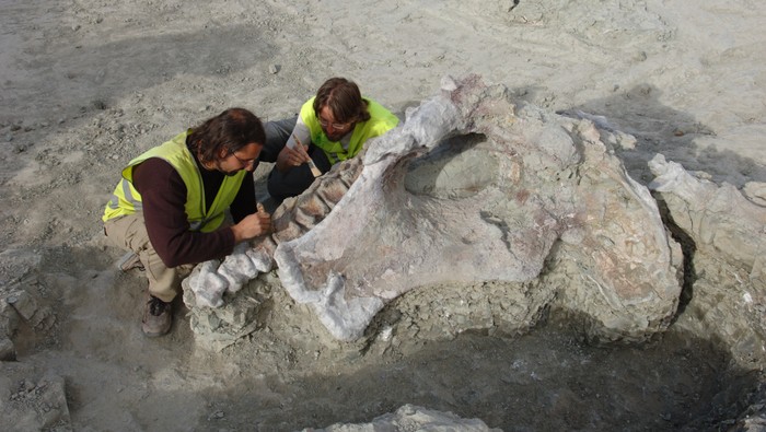 Fosil Titanosaurus Raksasa Berleher Panjang di Spanyol