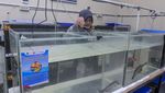 Geliat Konservasi Ikan Belida di Palembang