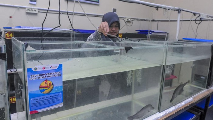 Tim peneliti mengamati anakan ikan belida di Universitas PGRI Palembang, Sumatera Selatan, Senin (9/9/2024). PT Pertamina bekerja sama dengan lembaga akademik, dan Badan Riset dan Inovasi Nasional (BRIN) melalui program Belida Musi Lestari mengembangkan konservasi ikan belida sebagai upaya melindungi ikan belida asli Indonesia yang terancam punah. ANTARA FOTO/Muhammad Bagus Khoirunas/Spt.