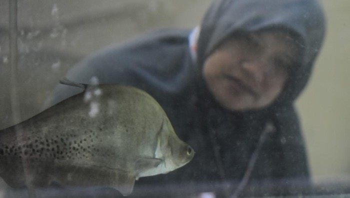 Geliat Konservasi Ikan Belida di Palembang Tim peneliti mengamati anakan ikan belida di Universitas PGRI Palembang, Sumatera Selatan, Senin (9/9/2024). PT Pertamina bekerja sama dengan lembaga akademik, dan Badan Riset dan Inovasi Nasional (BRIN) melalui program Belida Musi Lestari mengembangkan konservasi ikan belida sebagai upaya melindungi ikan belida asli Indonesia yang terancam punah. ANTARA FOTO/Muhammad Bagus Khoirunas/Spt.