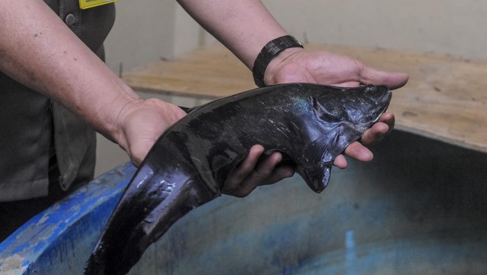 Tim peneliti mengamati anakan ikan belida di Universitas PGRI Palembang, Sumatera Selatan, Senin (9/9/2024). PT Pertamina bekerja sama dengan lembaga akademik, dan Badan Riset dan Inovasi Nasional (BRIN) melalui program Belida Musi Lestari mengembangkan konservasi ikan belida sebagai upaya melindungi ikan belida asli Indonesia yang terancam punah. ANTARA FOTO/Muhammad Bagus Khoirunas/Spt.