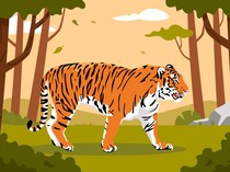 BKSDA Sumbar Turun Tangan Usai Kemunculan 2 Harimau di Jalan Lintas Sumatera