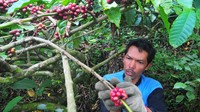 Menurut petani setempat, pada musim panen 2024 harga kopi di tingkat petani mencapai Rp80.000 per kilogram untuk biji kopi mentah (green bean) atau naik bila dibandingkan musim panen 2023 yakni Rp40.000 per kilogram.