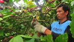 Melihat Panen Kopi Muria di Kudus