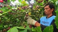 Petani memanen kopi jenis robusta di lereng Gunung Muria, Desa Colo, Dawe, Kudus, Jawa Tengah, Selasa (10/9/2024).