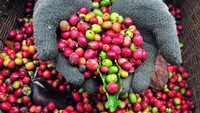Hal ini disebabkan karena permintaan pasar yang tinggi dan dibarengi menurunnya produksi kopi di sejumlah negara penghasil kopi seperti Brazil yang terdampak kondisi iklim yang lebih kering dan panas dan di Vietnam yang terdampak cuaca El Nino.