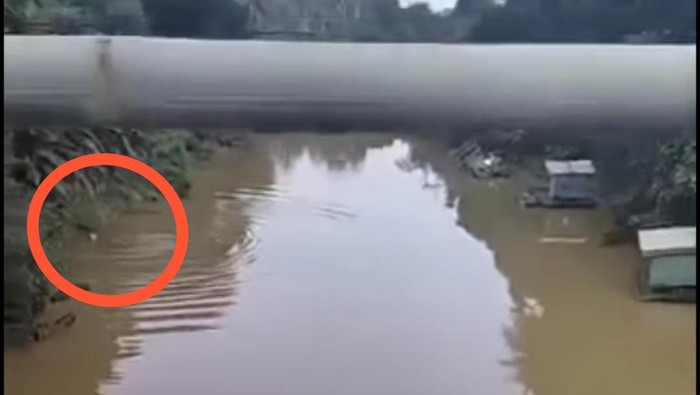 Pria bernama Unde (61) di Kutai Timur, Kalimantan Timur (Kaltim), tewas diterkam buaya berukuran 5 meter saat mandi di sungai.